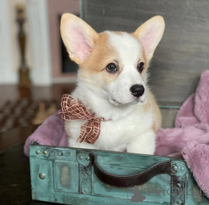 Photo №3. Bébés Welsh Corgi. Allemagne