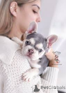 Photo №1. bouledogue - à vendre en ville de Nuremberg | négocié | Annonce №135902