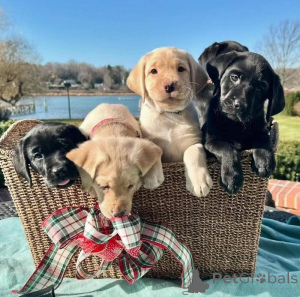 Photo №1. labrador retriever - à vendre en ville de Kuantan | 531€ | Annonce №145661