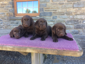 Photo №1. labrador retriever - à vendre en ville de Aalst | négocié | Annonce №129499