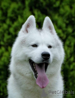 Photos supplémentaires: husky sibérien BEAU chien