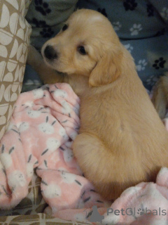 Photo №4. Je vais vendre golden retriever en ville de Falkenberg. annonce privée, éleveur - prix - 1000€