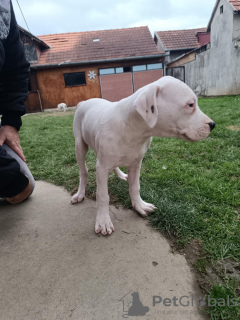 Photo №2 de l'annonce № 126413 de la vente dogue argentin - acheter à Serbie annonce privée