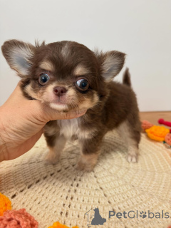 Photo №3. ADORABLE CHIHUAHUA CHIOT DISPONIBLE À L'ADOPTION. Allemagne