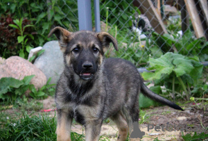 Photos supplémentaires: Les charmants chiots Mark et Mira recherchent de toute urgence un foyer