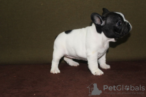 Photos supplémentaires: chiots bouledogues français