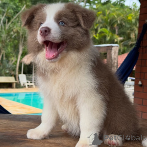Photo №4. Je vais vendre border collie en ville de Berlin. éleveur - prix - négocié