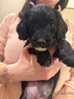 Photo №2 de l'annonce № 166929 de la vente leonberg - acheter à Pays Bas 