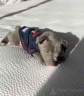 Photo №3. Adorable chiot Blue Staffy ludique, affectueux et prêt pour sa maison pour. Allemagne