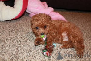 Photo №2 de l'annonce № 133190 de la vente caniche (jouet) - acheter à Belgique 