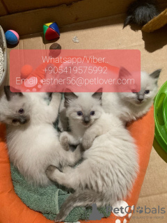 Photo №1. ragdoll - à vendre en ville de La russie | 303€ | Annonce № 107035