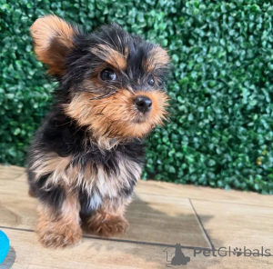 Photo №3. Les chiens du Yorkshire-Terrier aiment une maison de vacances. L'Autriche