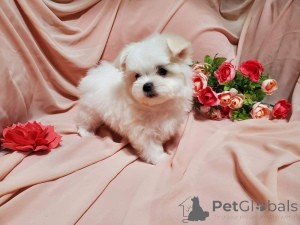 Photo №2 de l'annonce № 134970 de la vente bichon maltais - acheter à USA annonce privée, éleveur