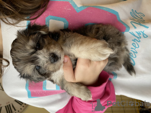 Photos supplémentaires: Chiots Maltipu à la recherche d'un foyer