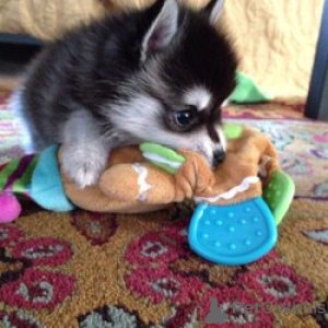 Photo №1. alaskan klee kai - à vendre en ville de Founin Valley | négocié | Annonce №168840