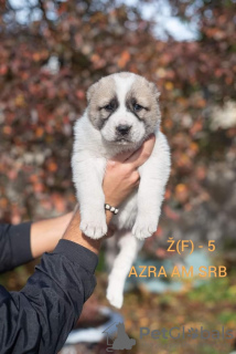 Photos supplémentaires: Chiots de chien de berger d'Asie centrale