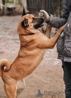 Photo №2 de l'annonce № 165127 de la vente chien bâtard - acheter à Fédération de Russie annonce privée