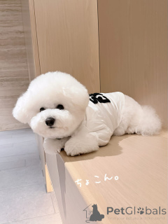 Photo №1. bichon à poil frisé - à vendre en ville de Günzburg | négocié | Annonce №174973