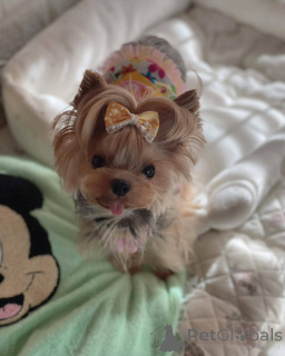 Photo №2 de l'annonce № 138792 de la vente  - acheter à USA 