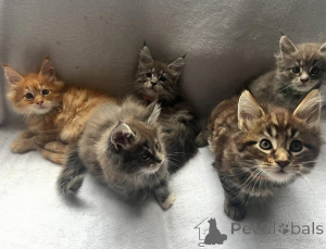 Photo №3. Adorable Maine Cons chaton.. L'Autriche