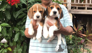 Photo №1. beagle - à vendre en ville de Amsterdam | 750€ | Annonce №160505