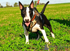 Photo №4. Je vais vendre bull terrier en ville de Kościan. annonce privée, éleveur - prix - négocié