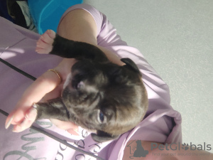 Photo №4. Je vais vendre american staffordshire terrier en ville de Kobryn. éleveur - prix - 77€