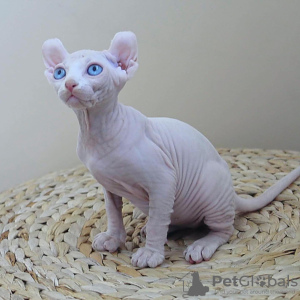 Photo №1. elf - à vendre en ville de Stockholm | négocié | Annonce № 133882