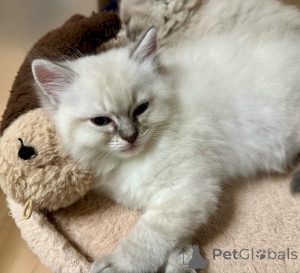 Photo №1. ragdoll - à vendre en ville de Achenkircch | négocié | Annonce № 155402