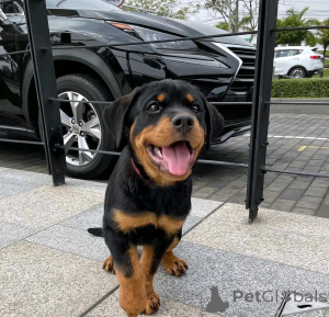 Photo №2 de l'annonce № 138901 de la vente rottweiler - acheter à Allemagne annonce privée, éleveur