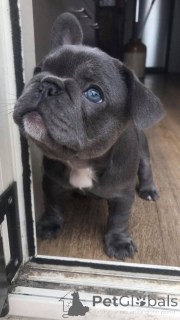 Photo №3. Chiots bouledogue français adoptables. Allemagne
