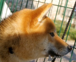 Photo №3. Jeune Shiba-Inu Mâle à vendre. Bulgarie