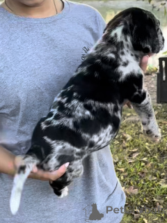 Photo №2 de l'annonce № 161248 de la vente american mastiff - acheter à Pays Bas annonce privée