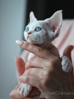 Photo №2 de l'annonce № 171389 de la vente devon rex - acheter à Allemagne annonce privée