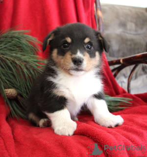 Photo №1. welsh corgi - à vendre en ville de Indianapolis | 312€ | Annonce №63530