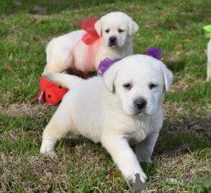 Photo №2 de l'annonce № 175549 de la vente labrador retriever - acheter à France 