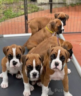 Photo №1. boxer - à vendre en ville de Vienne | négocié | Annonce №175005
