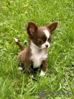 Photo №2 de l'annonce № 132004 de la vente chihuahua - acheter à Pays Bas éleveur