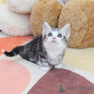 Photo №3. beaux chatons munchkin. USA