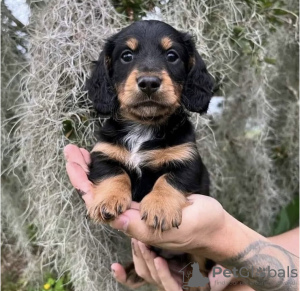 Photo №2 de l'annonce № 121626 de la vente chien bâtard - acheter à Allemagne annonce privée, éleveur