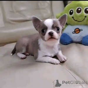 Photo №2 de l'annonce № 172590 de la vente chihuahua - acheter à USA éleveur