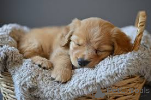 Photo №1. golden retriever - à vendre en ville de Douglas | négocié | Annonce №136193