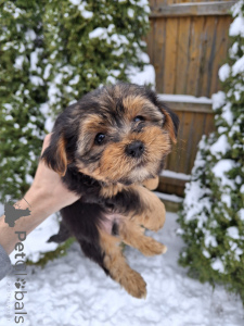Photo №4. Je vais vendre biewer yorkshire terrier, yorkshire terrier en ville de Vilnius. annonce privée, de la fourrière, éleveur - prix - 600€