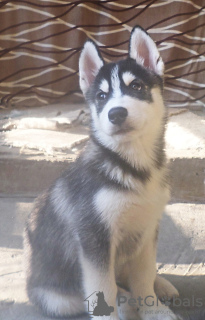 Photo №1. husky de sibérie - à vendre en ville de Voronezh | 571€ | Annonce №11618