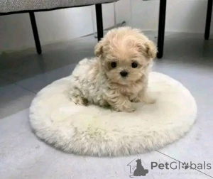 Photo №2 de l'annonce № 138093 de la vente maltipu - acheter à USA éleveur