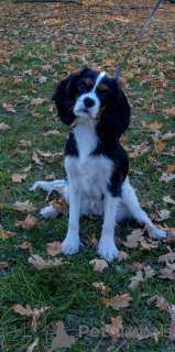 Photo №4. Je vais vendre cavalier king charles spaniel en ville de Minsk. annonce privée - prix - 1026€