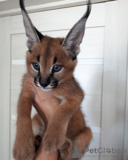 Photo №3. Fantastique chat caracal pour adoption locale. Allemagne