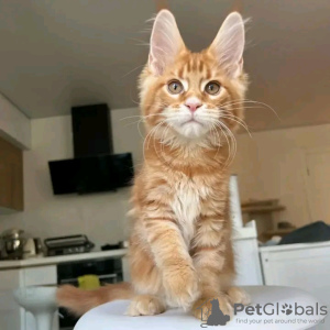 Photo №2 de l'annonce № 118299 de la vente maine coon - acheter à USA annonce privée