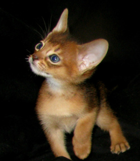 Photo №3. Chatons abyssins Pépinière Abyssin, chats du Bengale sunnybunny.by. Biélorussie