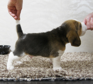Photo №2 de l'annonce № 1966 de la vente beagle - acheter à Fédération de Russie éleveur